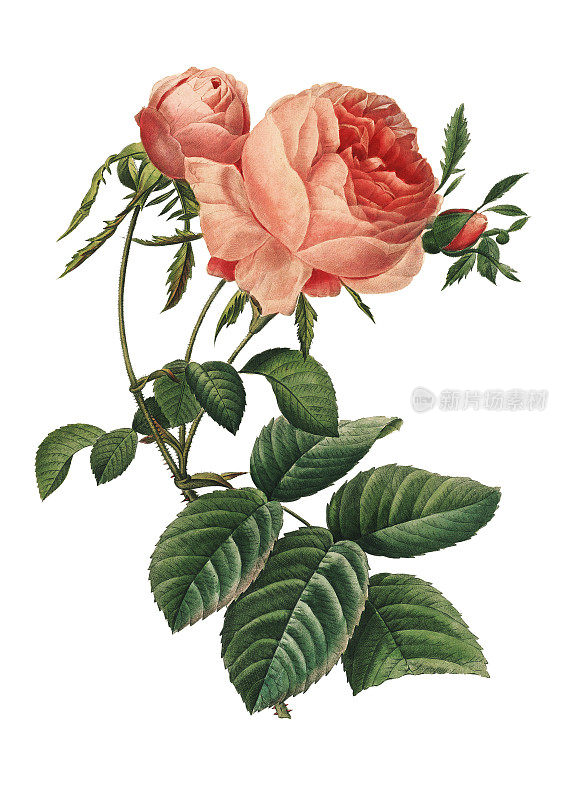 Rosa centifolia | Redoute Flower插图